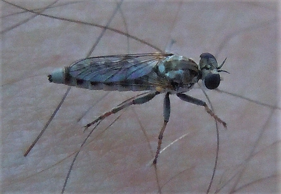 Minuscolo Asilidae